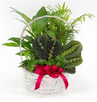 Basket Garden Assorted Plants