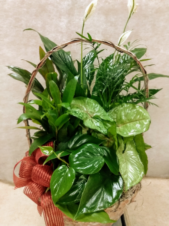 Basket Garden plants