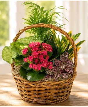 Basket Garden  Plants Vary Plants
