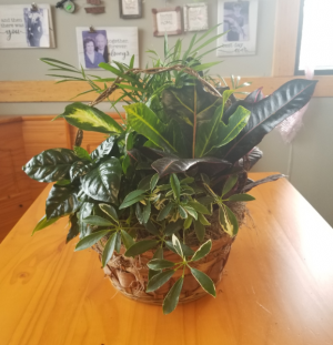Basket Garden(10in) Plant