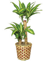 BASKET OF CORN PLANTS  Dracaena fragrans massangeana 