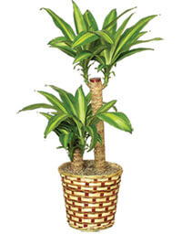 BASKET OF CORN PLANTS  Dracaena fragrans massangeana 