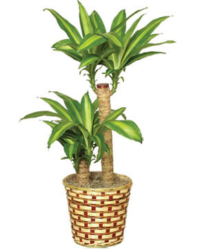 BASKET OF CORN PLANTS Dracaena fragrans massangeana in Flagstaff, AZ -  Robynn's Nest Flowers & Gifts