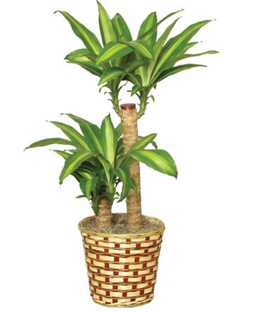BASKET OF CORN PLANTS  Dracaena fragrans massangeana  in Sedalia, MO | State Fair Floral
