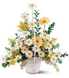 Basket Of Daisies 