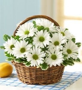 Basket of Daisies 