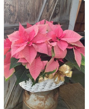 フラワー・ガーデニング ma Plants from MOUNT WILLIAMS GREENHOUSES INC - your local MA Florist