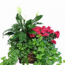 Plant - Mixed Plant Basket Mixed Plant Basket