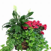 Plant - Mixed Plant Basket Mixed Plant Basket