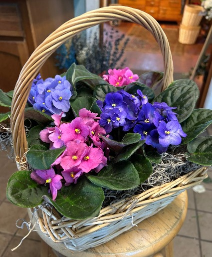 Basket of Violets Houseplants