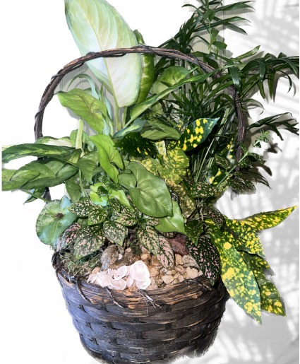 BASKET PLANT 