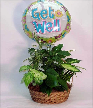 Plant Basket w/Get Well Mylar Balloon $75.95