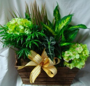 Basket with plants and silk flowers in it!  (P) 