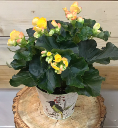 BC grown Begonia 