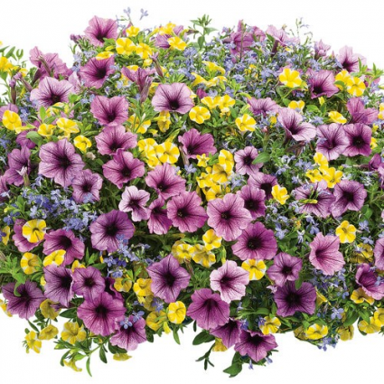 Bahama Beach: 12" Hanging Basket 