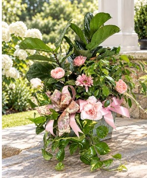 Beautiful 3 Plant Combo 