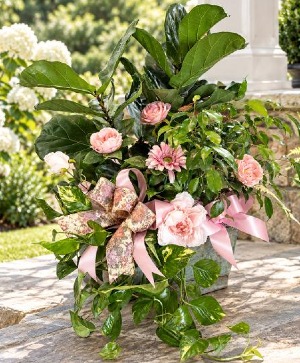 Beautiful 3 Plant Combo 