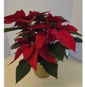 SOLD OUT  Beautiful 6.5" Poinsettia  Plant