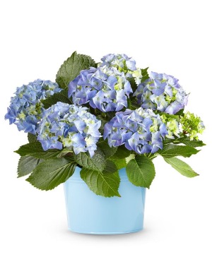 Beautiful Blue Hydrangea 