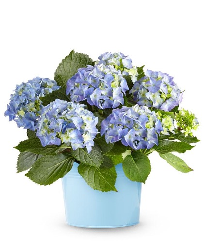 Beautiful Blue Hydrangea 