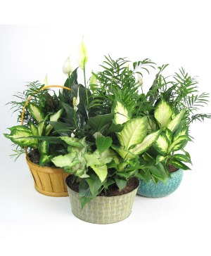 Beautiful Dish Garden Live Plants