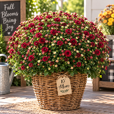 Beautiful Fall Mums – 10" Wicker Basket 
