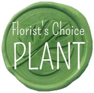 Beautiful Green Plant 