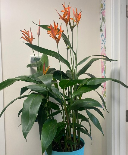 Beautiful Heliconia Orange Erin Plant