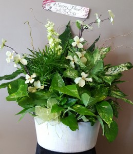 BEAUTIFUL LUSH GARDEN PLANTS in West Point, UT | 4 SISTERS FLORAL & HOME DECOR