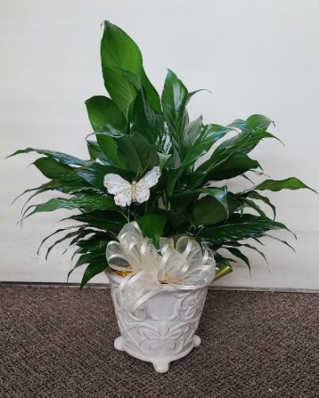 Beautiful Lush Peace Lily FHF-P09 Plant (local only)