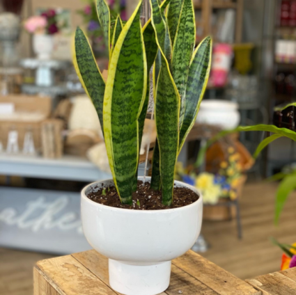 Beautiful Snake Plant 