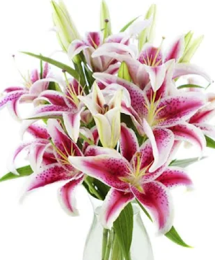 Beautiful Stargazers  vase arrangement 