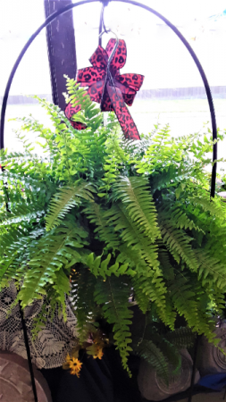 Beauty of the fern green fern