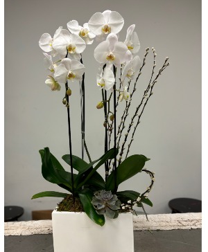Beauty Orchid 