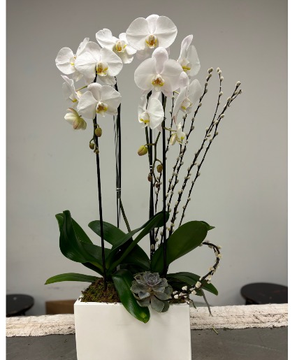 Beauty Orchid 
