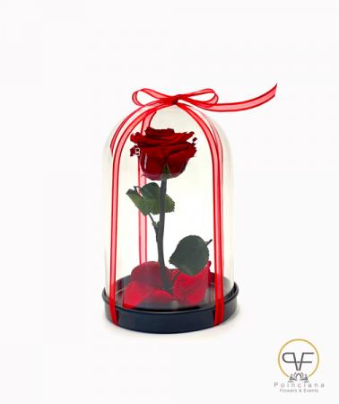Beauty Rose 