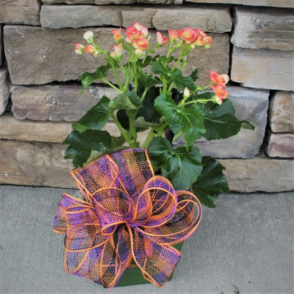 Begonia in Green Ceramics