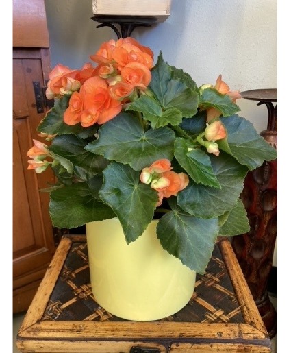 Begonia in Pot Blooming Plant