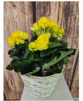SOLD 6" Begonia Plant NFS-P133