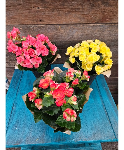 Begonia Plant
