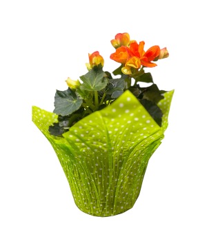 Begonia Spring