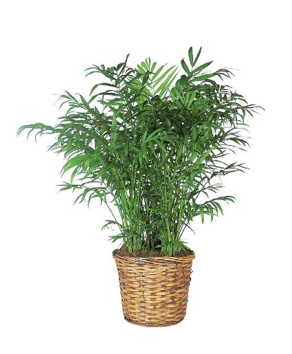 Bella Palm  House Plant