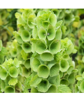 Bells of Ireland Starting at $14.99 per Bunch