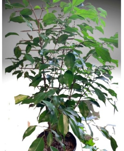 Benjamin Ficus 
