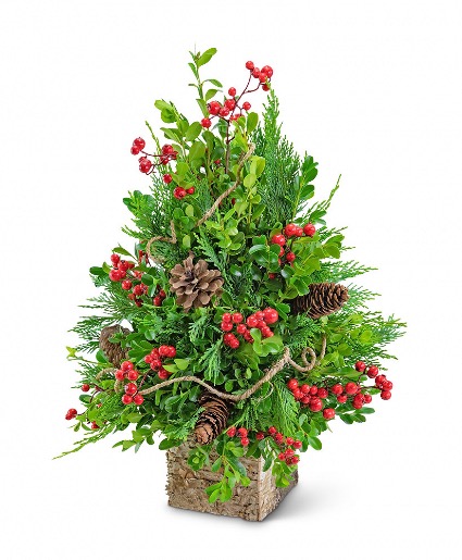 Berries & Cones Boxwood Tree Plant