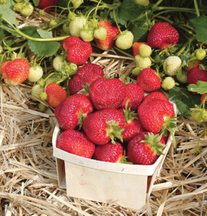 Berry Plants- Strawberry Greenhouse
