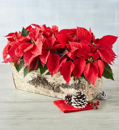 Birchwood Poinsettia Trio Birchwood Box