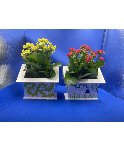 BIRD HOUSE  PLANT EACH 