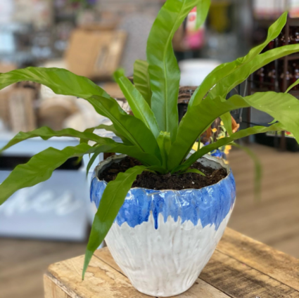 Bird nest fern 