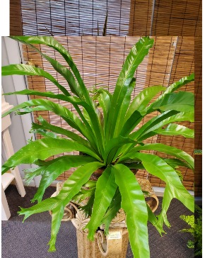 Bird Nest Fern 